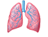 Органы дыхания / лор-органы